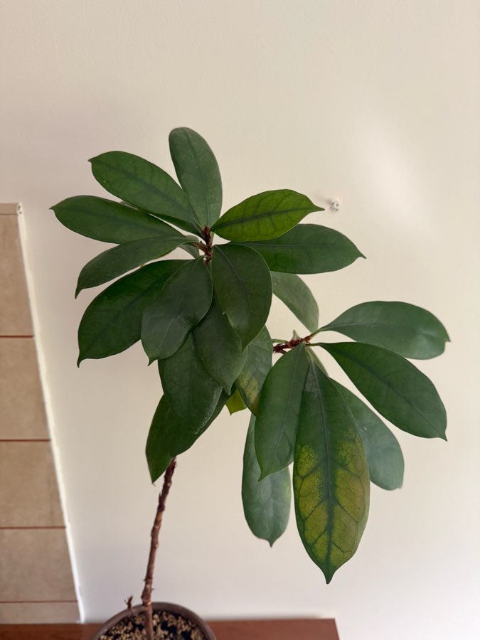 ficus cyathistipula 2