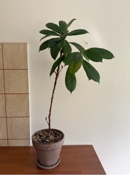 ficus cyathistipula