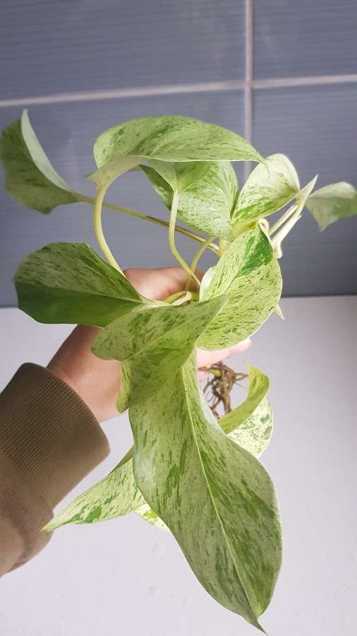 Epipremnum marble queen 2