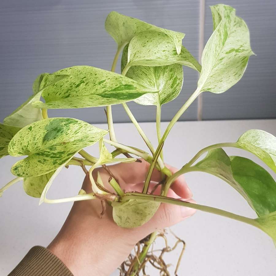 Epipremnum marble queen
