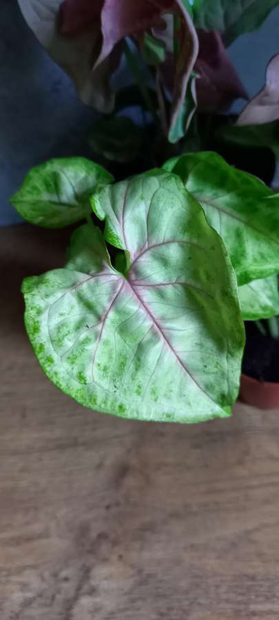 Syngonium sunshine speckles neon robusta 2