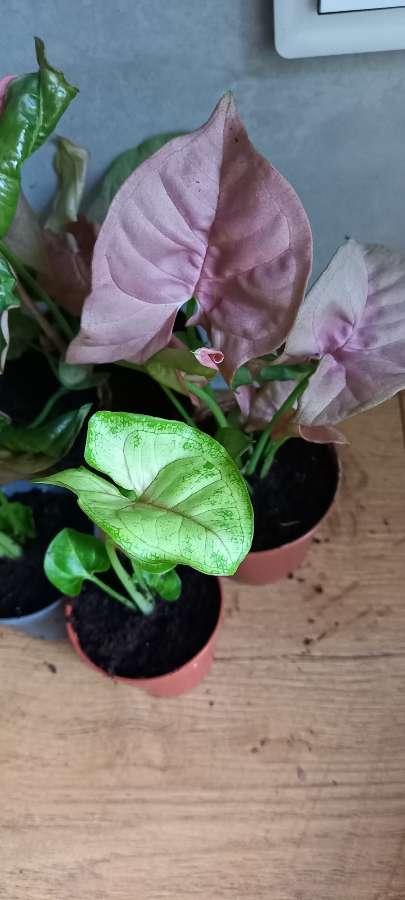 Syngonium sunshine speckles neon robusta 3
