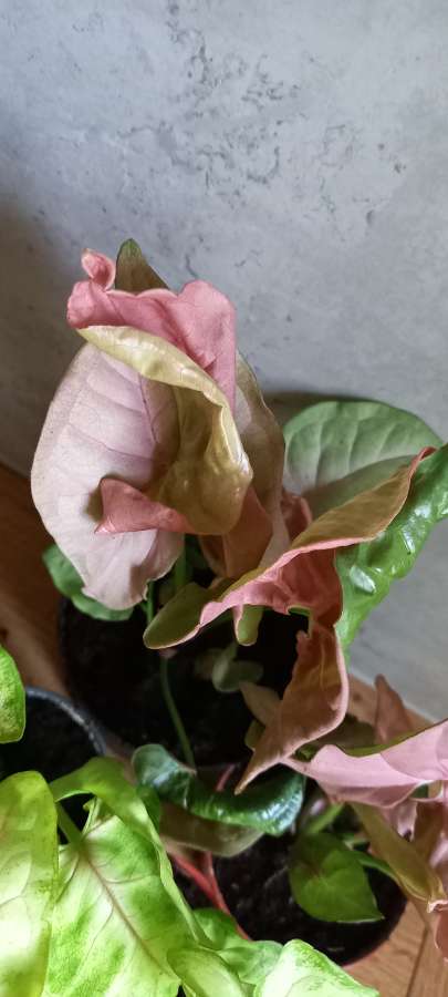 Syngonium sunshine speckles neon robusta 4