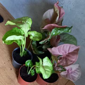 Syngonium sunshine speckles neon robusta