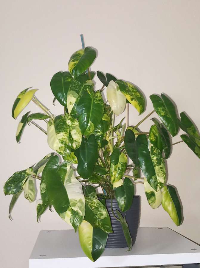 Philodendron burle marx variegata 2
