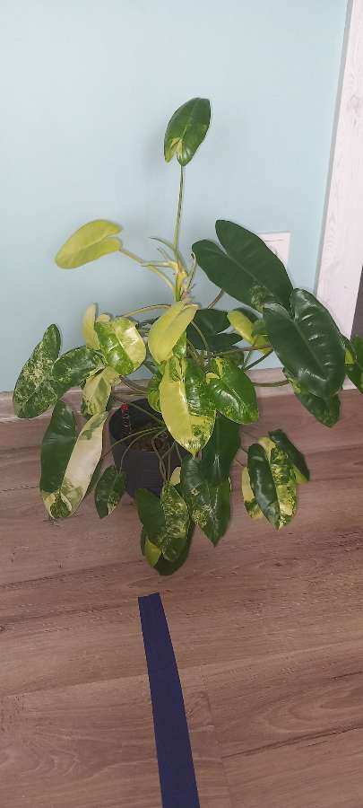 Philodendron burle marx variegata 3