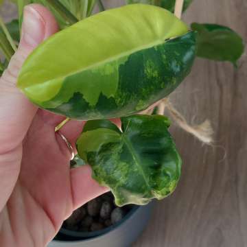 Philodendron burle marx variegata