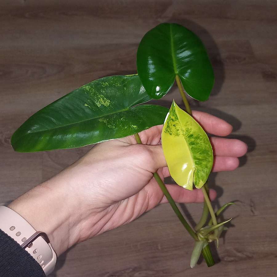 Philodendron burle marx variegata