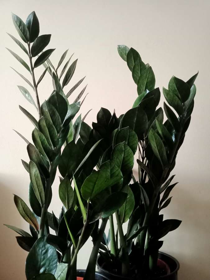 Zamioculcas Super Nova zamiokulkas 2