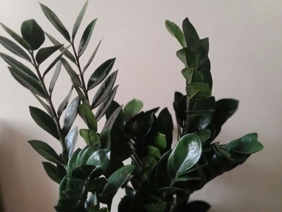 Zamioculcas Super Nova zamiokulkas 3