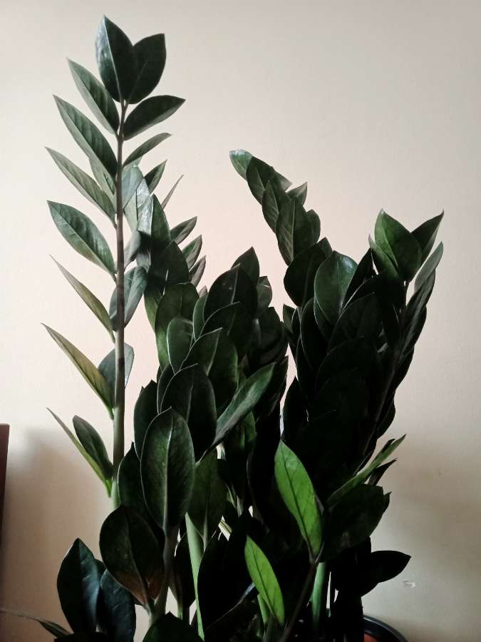 Zamioculcas Super Nova zamiokulkas 5