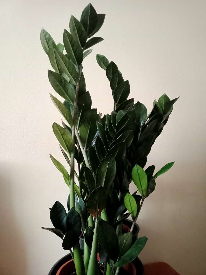 Zamioculcas Super Nova zamiokulkas 4