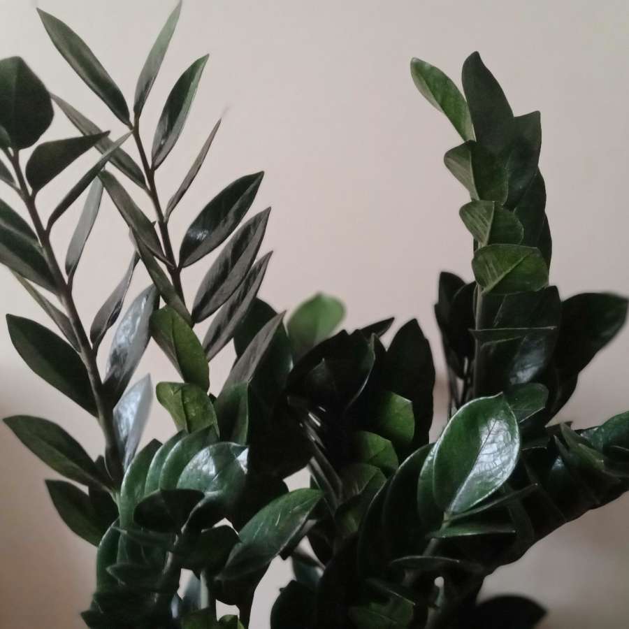 Zamioculcas Super Nova zamiokulkas