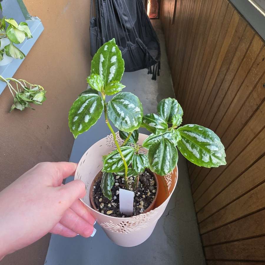 Peperomia