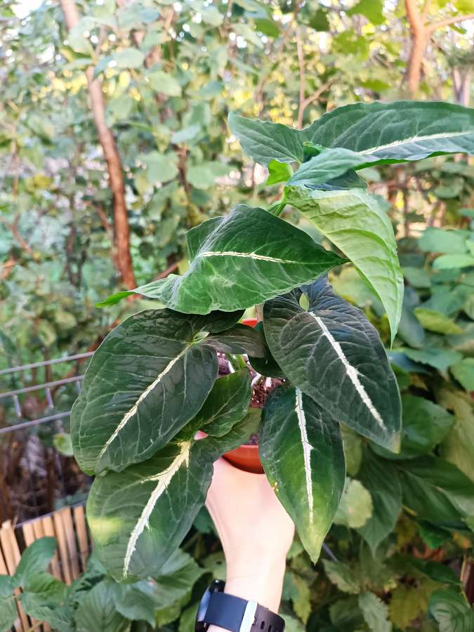 Syngonium Wendlandii 3