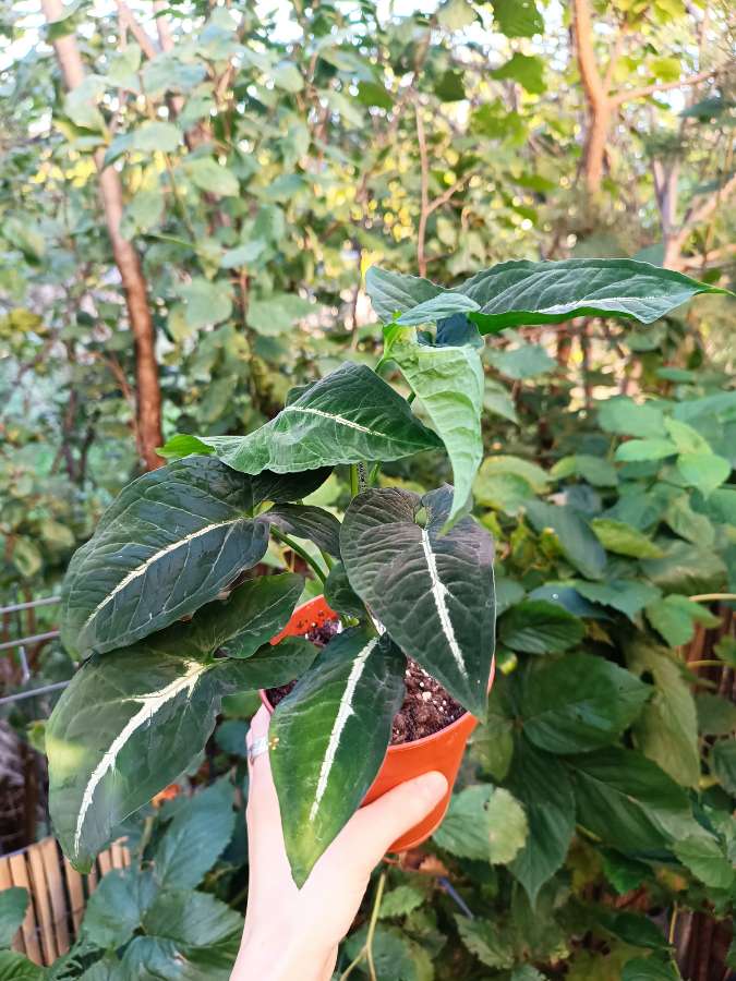 Syngonium Wendlandii 5