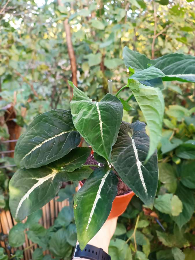 Syngonium Wendlandii 4