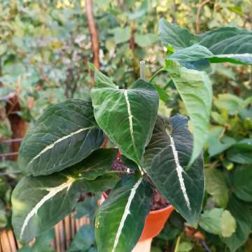 Syngonium Wendlandii