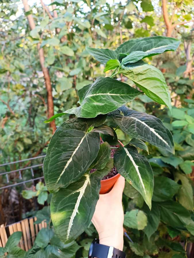 Syngonium Wendlandii 2