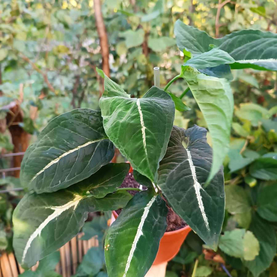 Syngonium Wendlandii
