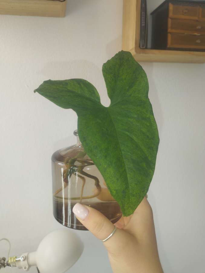 Syngonium mojito 2