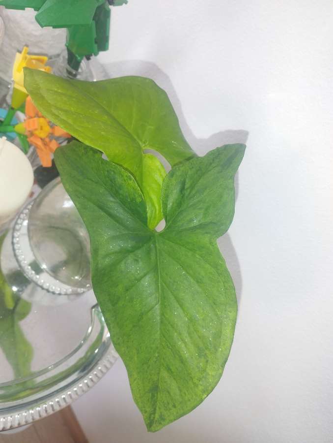 Syngonium mojito 3