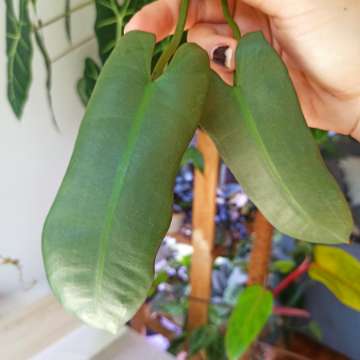 Philodendron Atabapoense