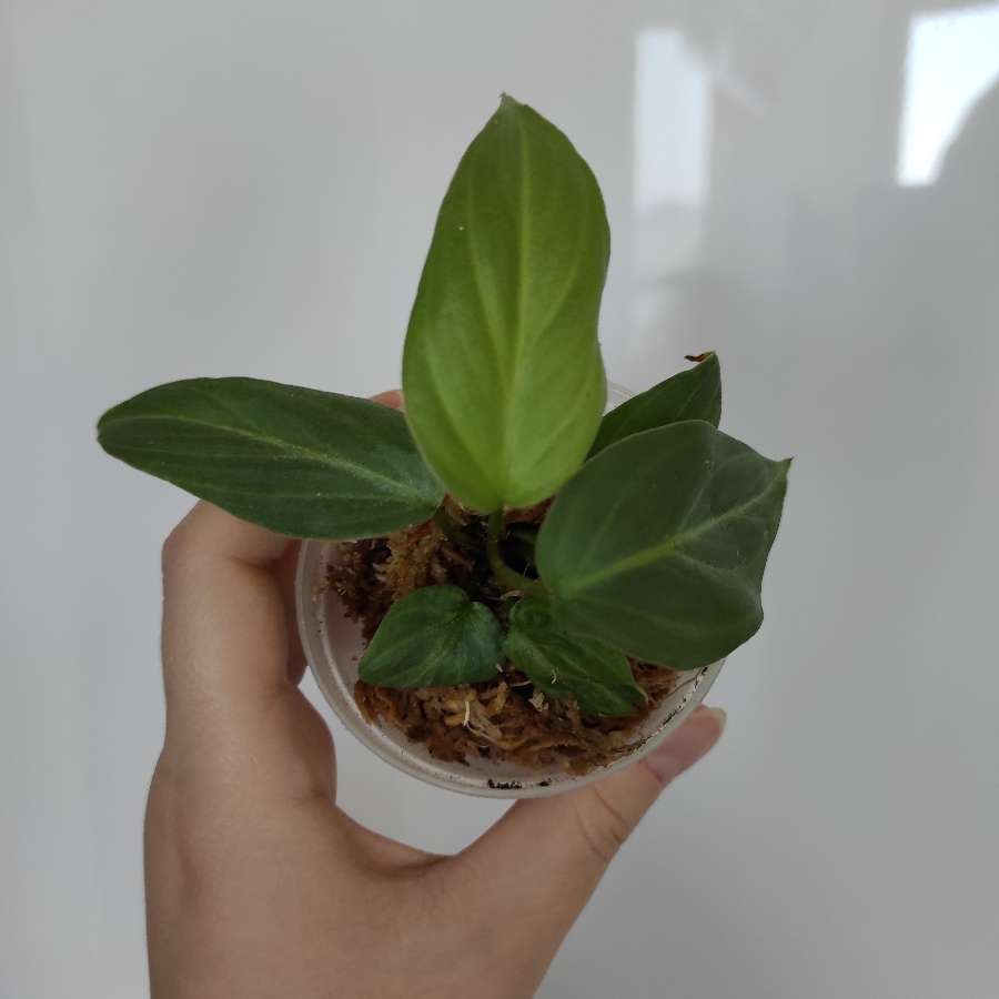 Philodendron gloriosum white veins