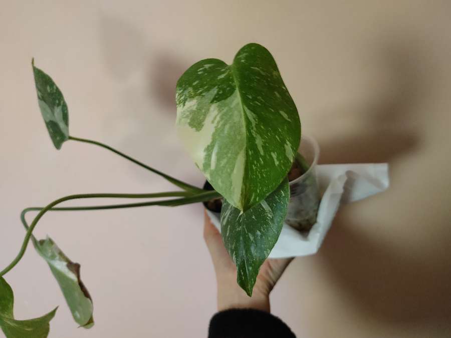 Monstera Thai Constellation 4