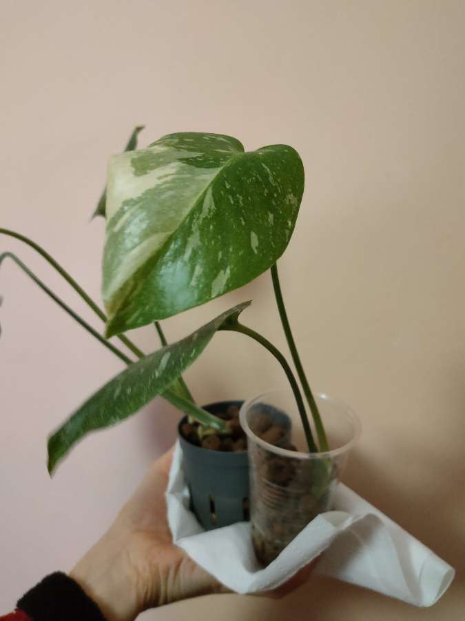 Monstera Thai Constellation 2