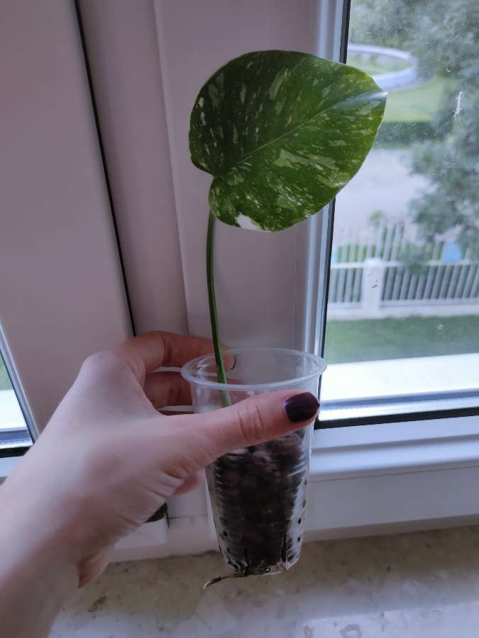 Monstera Thai Constellation 3