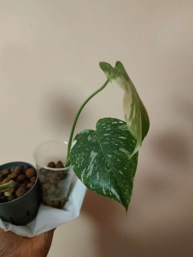 Monstera Thai Constellation 3