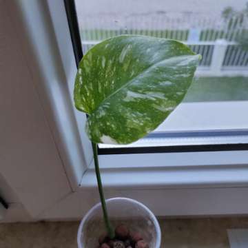 Monstera Thai Constellation