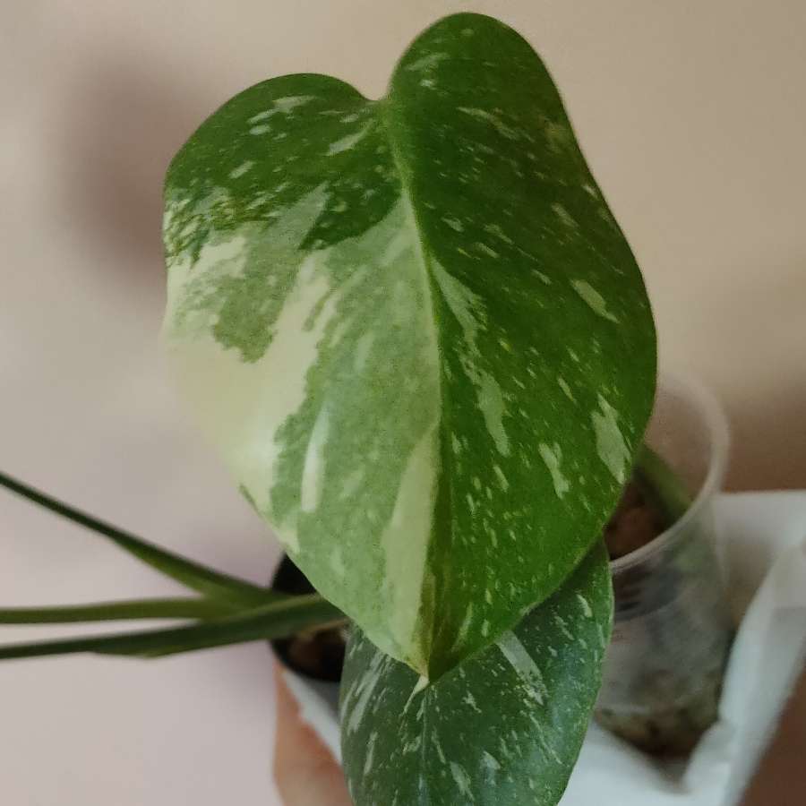 Monstera Thai Constellation