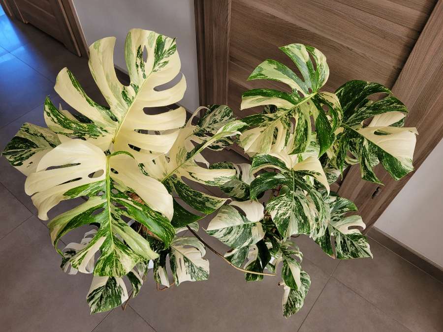 Monstera variegata 2