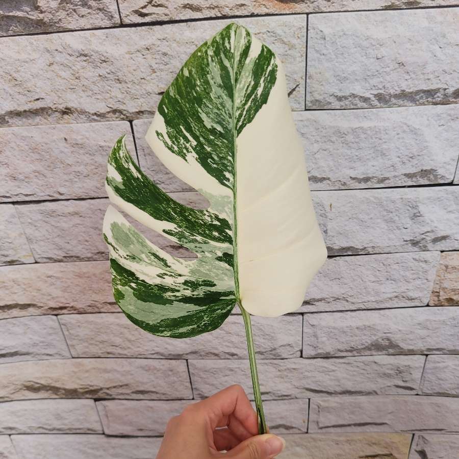Monstera variegata