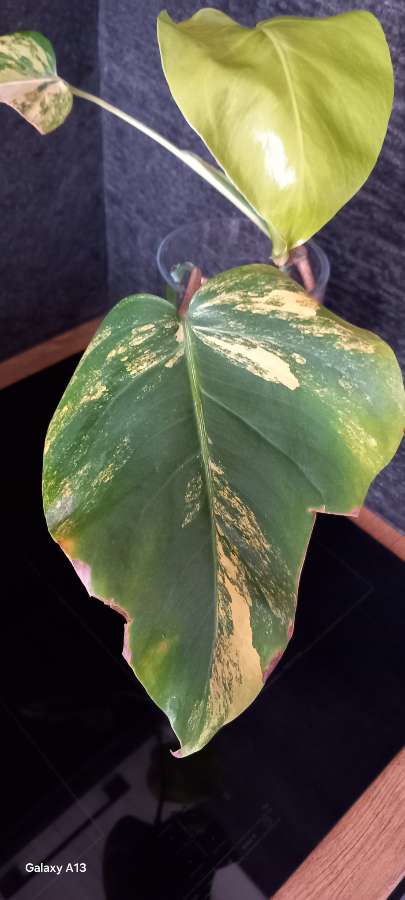 Monstera Marmorata 2