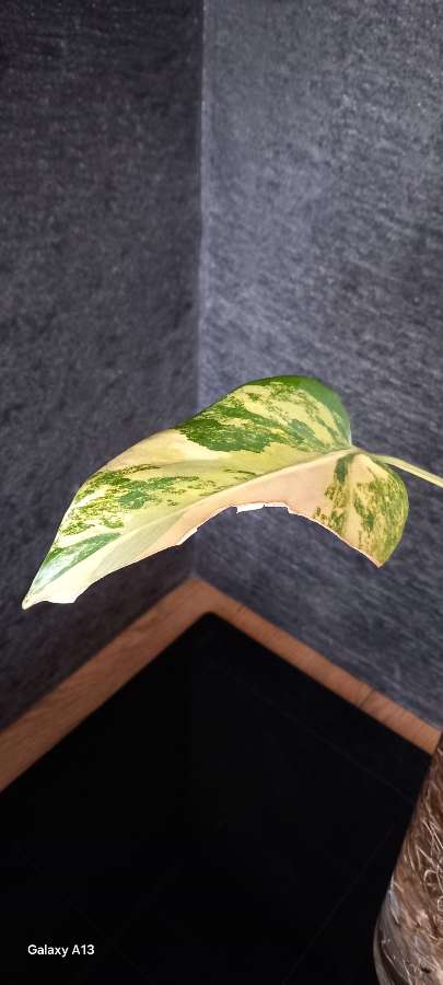 Monstera Marmorata 3