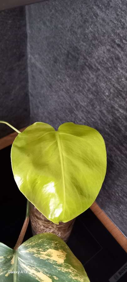 Monstera Marmorata 4