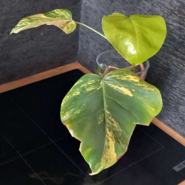 Monstera Marmorata