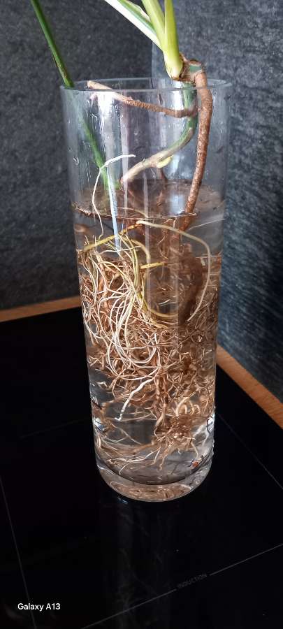 Monstera Marmorata 5