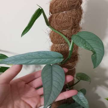 Epipremnum Cebu Blue