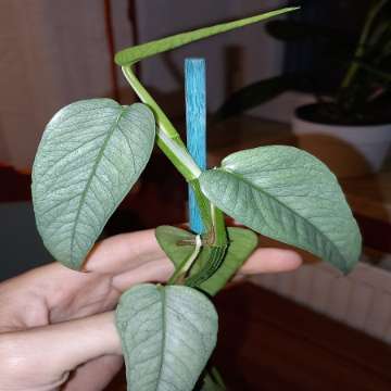 Epipremnum Cebu Blue