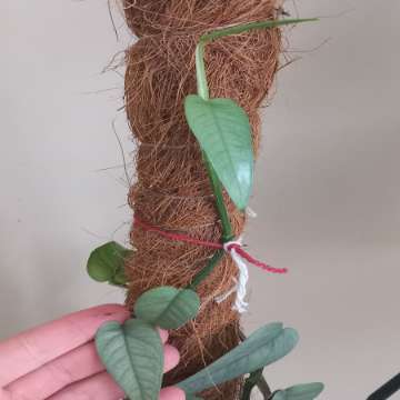 Epipremnum Cebu Blue