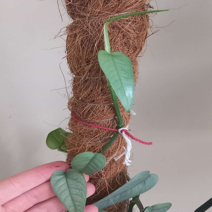 Epipremnum Cebu Blue