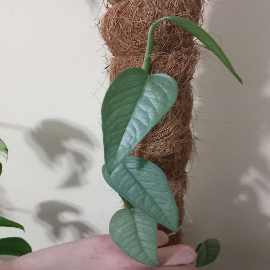 Epipremnum Cebu Blue