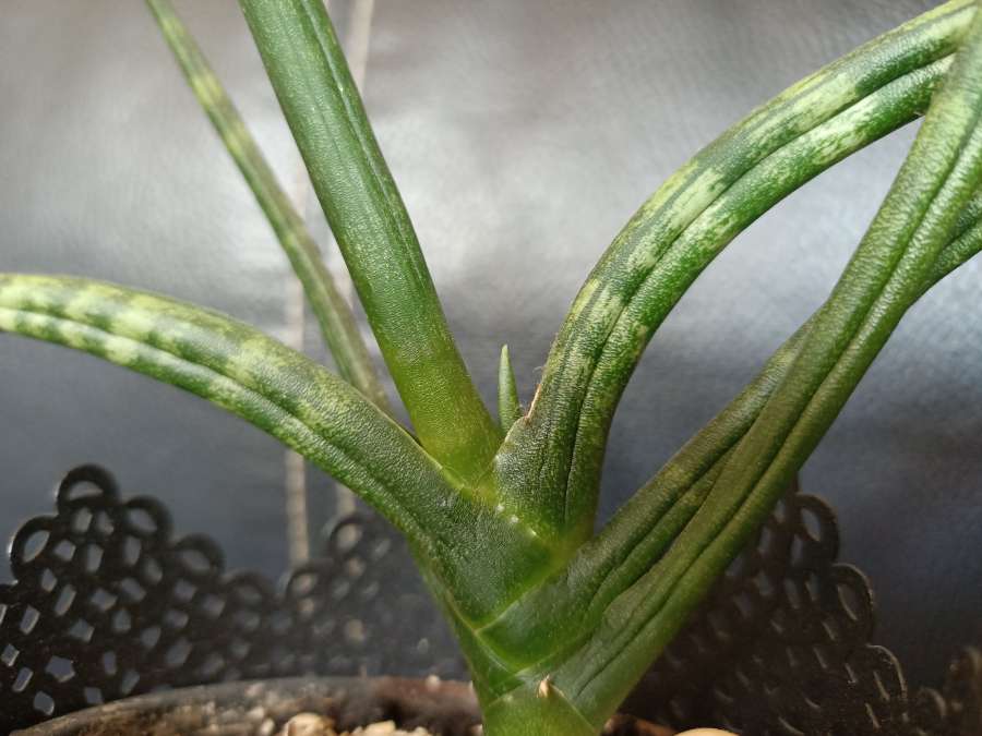 Sansevieria cylindryczna 4