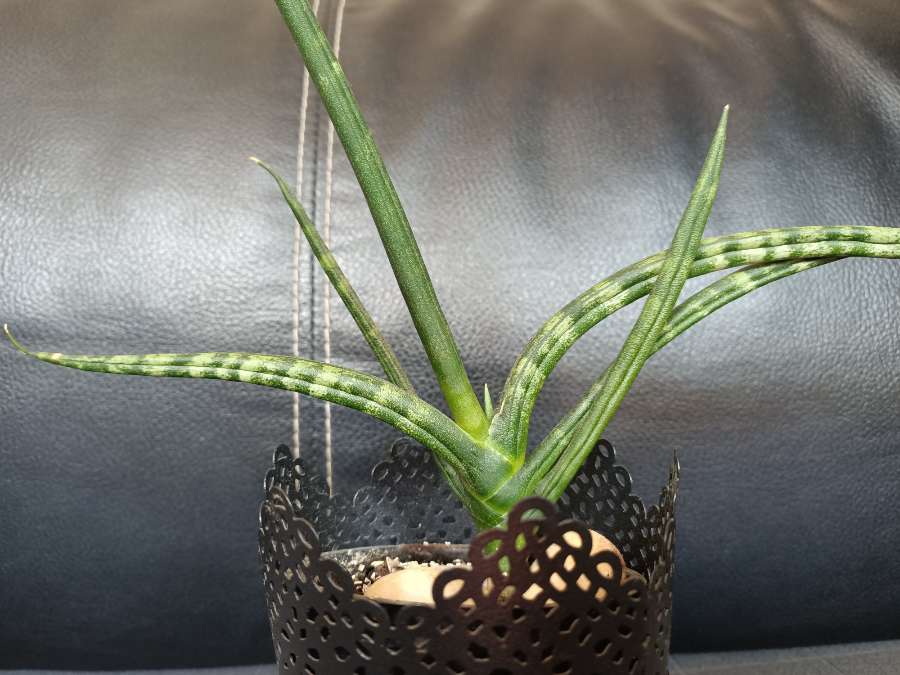 Sansevieria cylindryczna 3