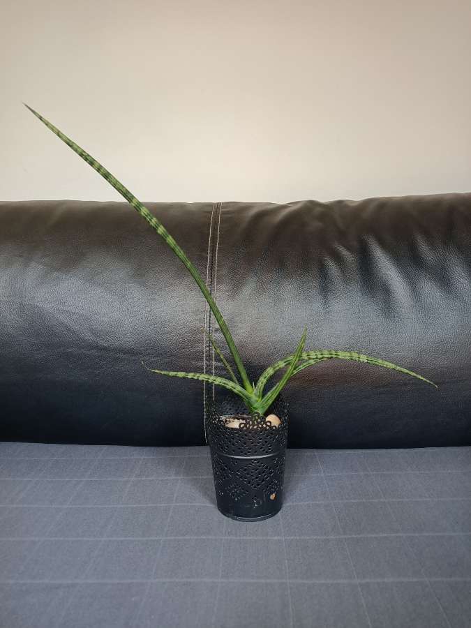 Sansevieria cylindryczna 2