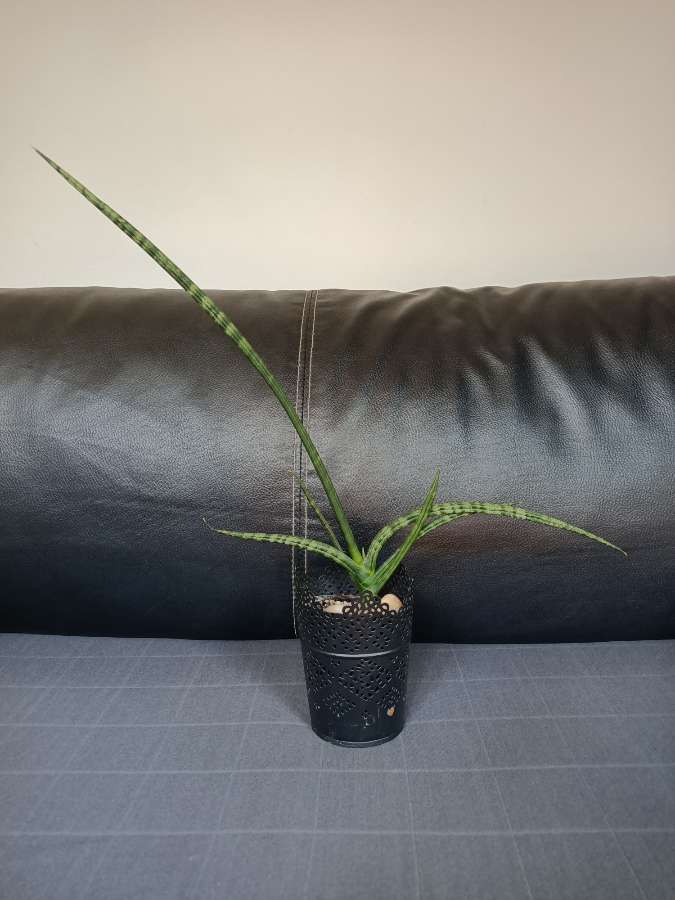 Sansevieria cylindryczna 2